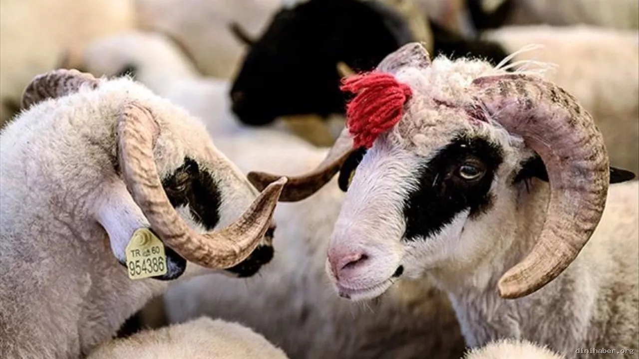 2026 Yılı Kurban Tebliği Resmi Gazete'de Yayımlandı